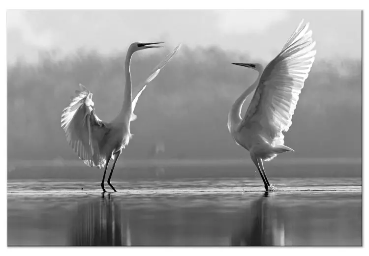 Vogeldans van Liefde (1-delig) - witte zwanen weerspiegeld in het water