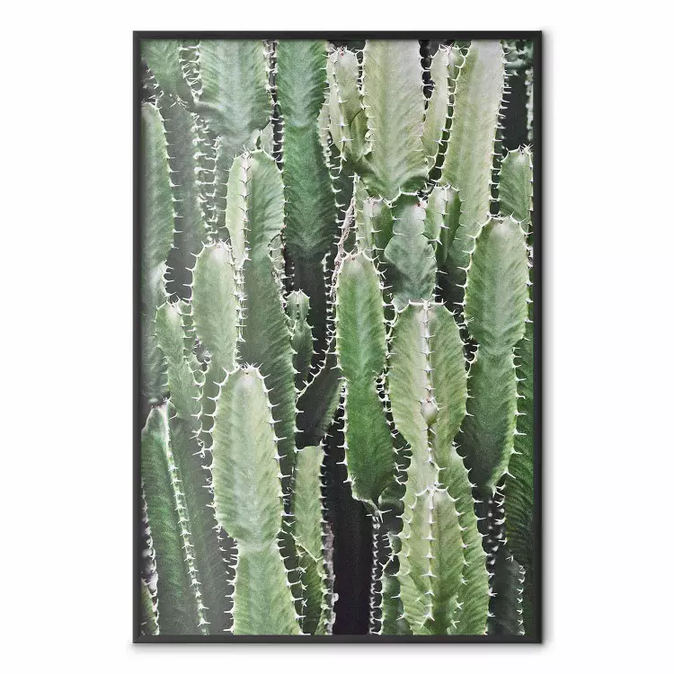 Cactus tuin - compositie met stekelige planten in groene kleuren
