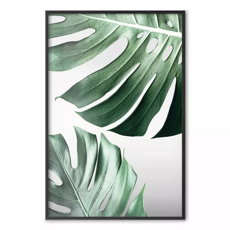 Monstera bladeren - compositie met groene tropische planten op een witte achtergrond