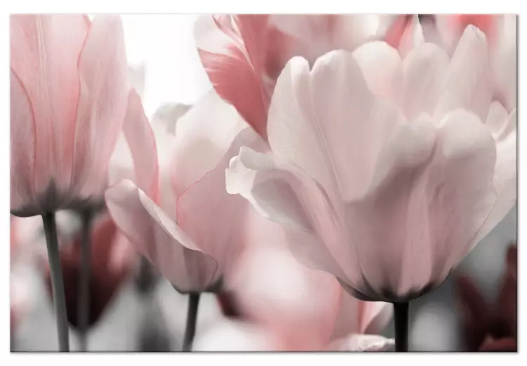 Lentebloemblaadjes (1-delige serie) - Tulpbloem in een roze tint