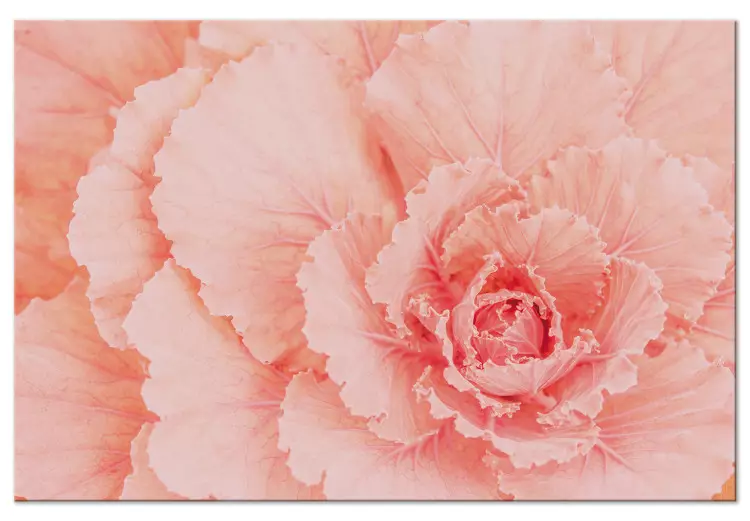 Delicate bloem - een subtiele plant in de kleur van natuurlijk roze
