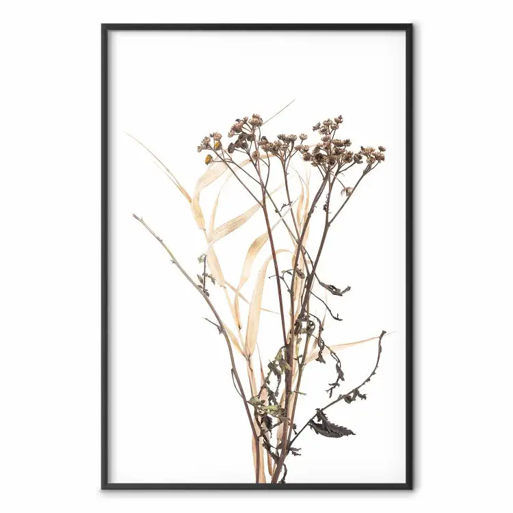 Kamille - eenvoudige herfstcompositie met een plantmotief op een witte achtergrond