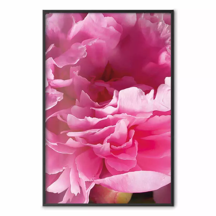 Prachtige pioenrozen - bloem met roze bloemblaadjes op achtergrond van dezelfde bloemen