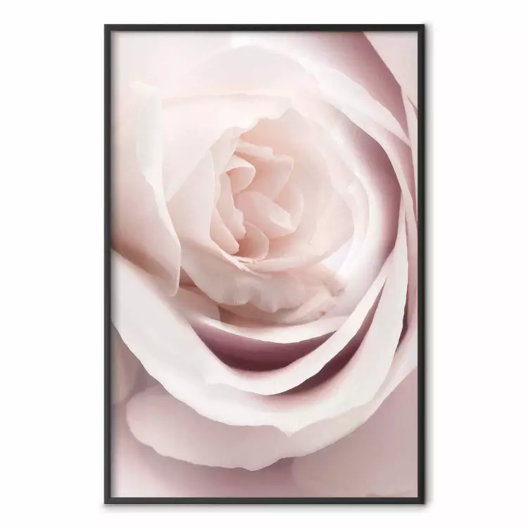 Porseleinen roos - lichtroze plant met een mooie bloeiende roos