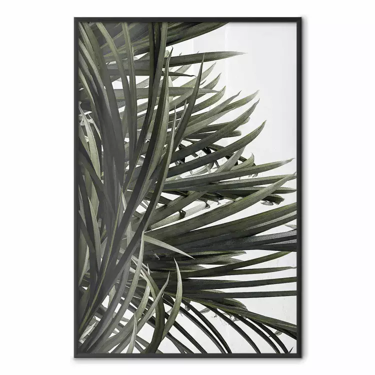 In de Schaduw van Palmen - natuurlijke bladeren van tropische planten op een witte achtergrond