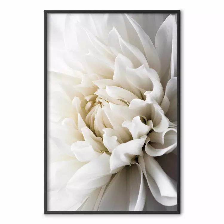 Witte dahlia - fluweelachtige witte bloem van de plant met een romantisch karakter