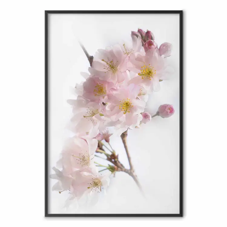 Lente in Japan - tak met roze bloemen op een heldere witte achtergrond