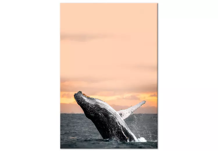 Opkomende bultrug - een walvis voor de ondergaande zon