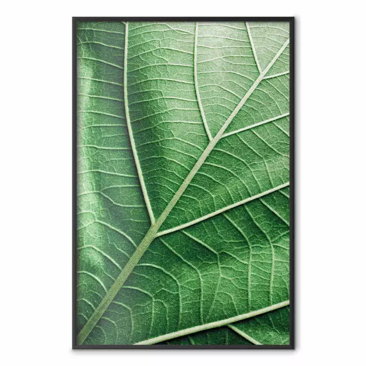 Malachietblad - groen blad met gedetailleerde textuur in close-up