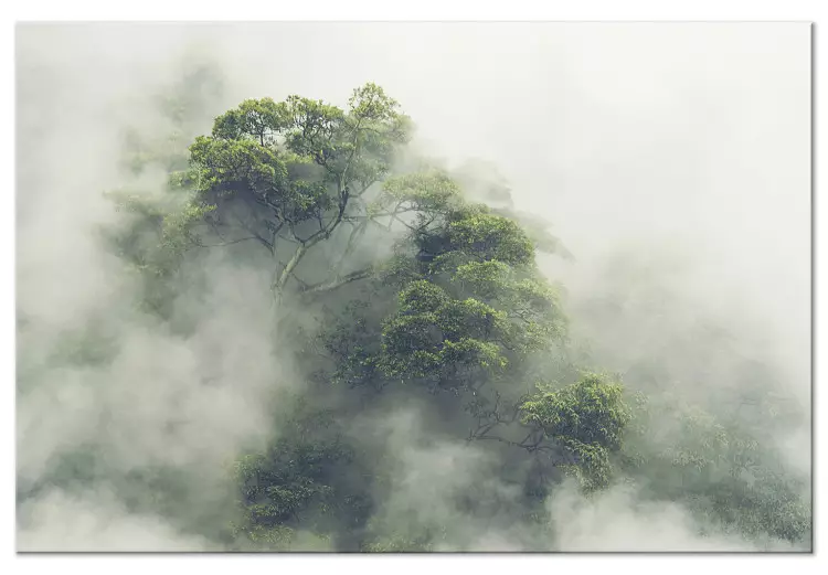 Mistig Amazonegebied (1-delige) breed - exotisch junglelandschap