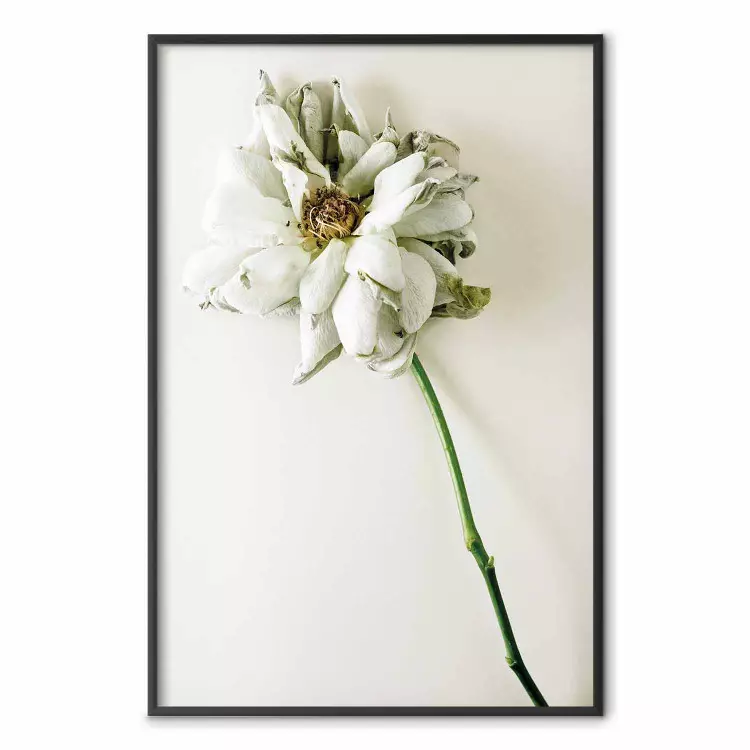 Verdorde herinnering - plant met witte bloem op een uniforme achtergrond
