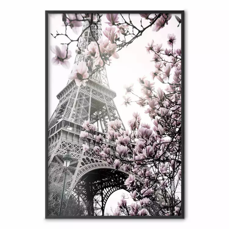 Magnolia's in de zon van Parijs - roze bloemen tegen de achtergrond van de grijze Eiffeltoren