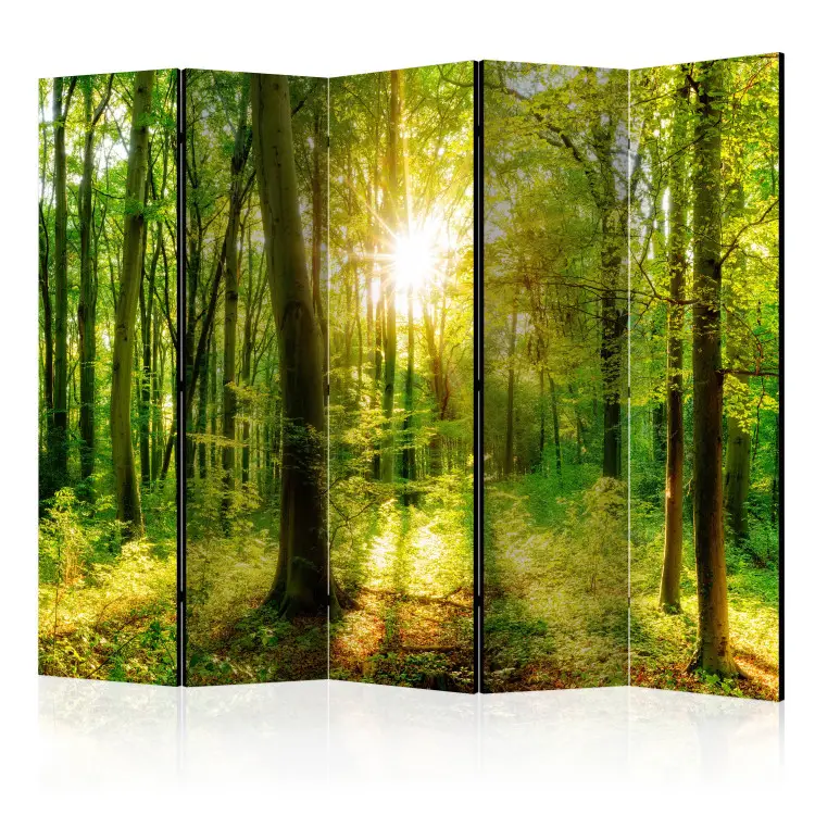 Stralen van het bos II - landschap van vegetatie in het bos en zonnestralen