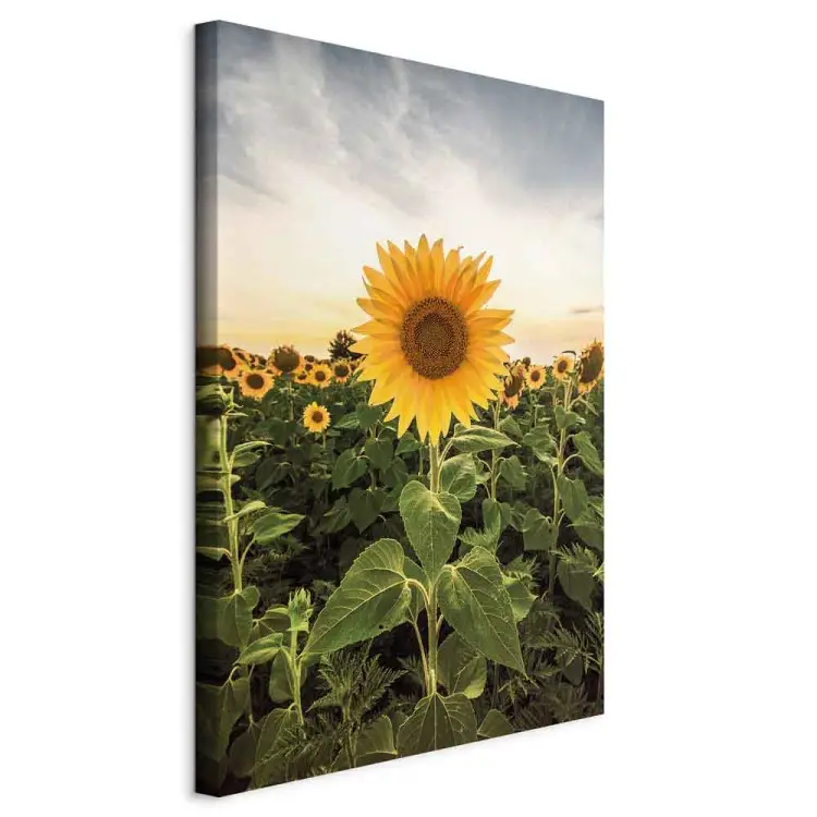 Zonnebloemveld verticaal - Lente landschap van veld met zonnebloemen