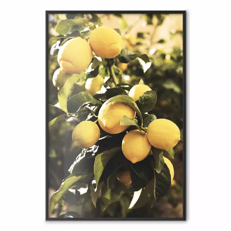 Italiaanse citrusvruchten - compositie van gele citroenen op de achtergrond van groene planten
