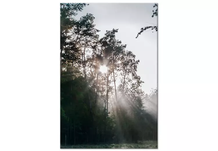 De zon die door de bomen breekt - een foto van een boslandschap