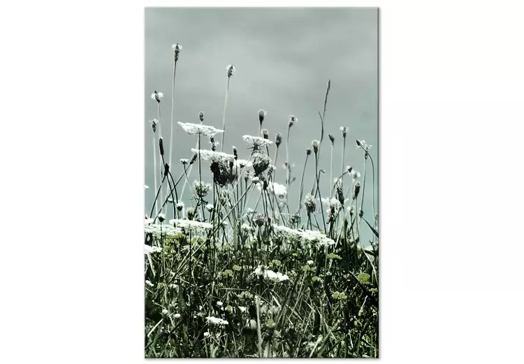 Een veld met witte klaprozen - landschapsfoto met een grijze lucht