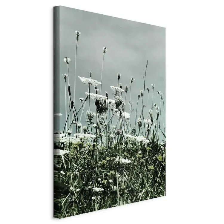 Een veld met witte klaprozen - landschapsfoto met een grijze lucht