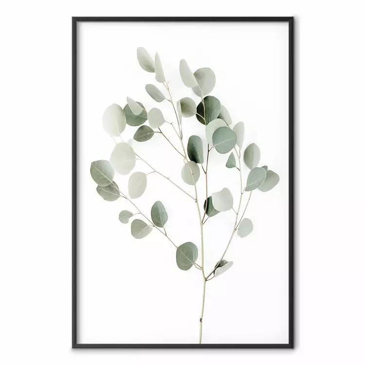 Zilveren eucalyptus - eenvoudige compositie met groene bladeren op een witte achtergrond