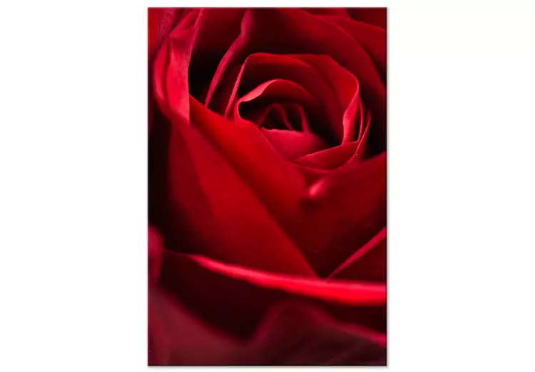 Rode bloem (1-delig) - Close-up van delicate rozenblaadjes