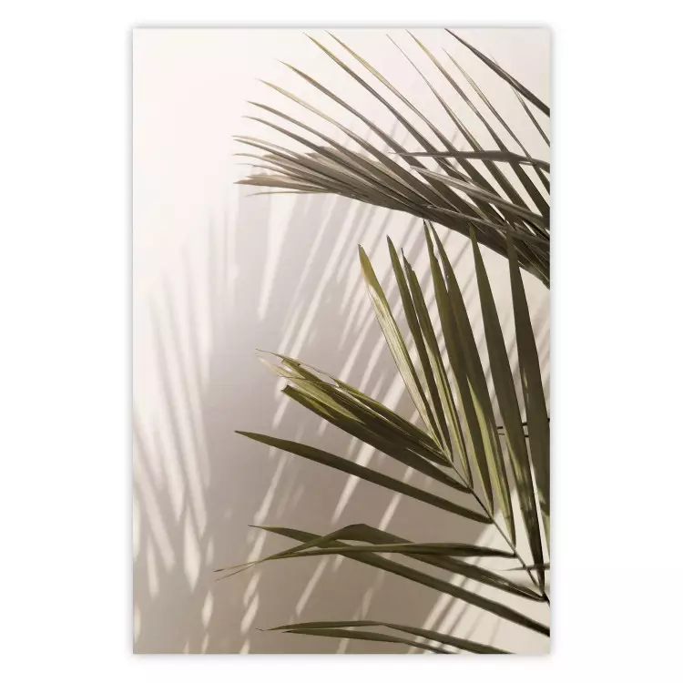 Palmbladeren - een zonnig uitzicht op een vredig samenspel van schaduw en licht