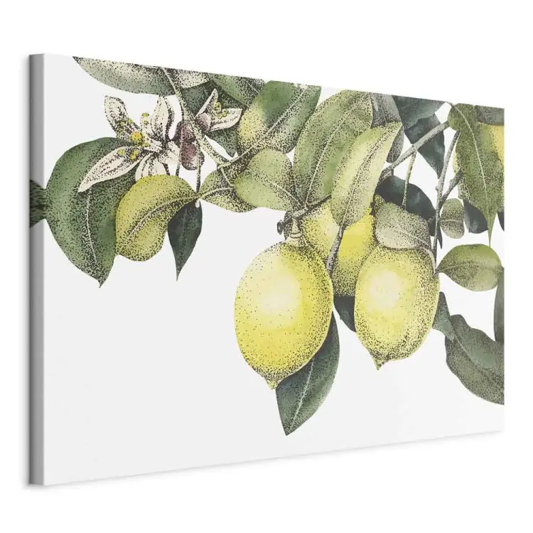 Citroenen en bladeren - kleurrijke citrusvruchten aan de boom