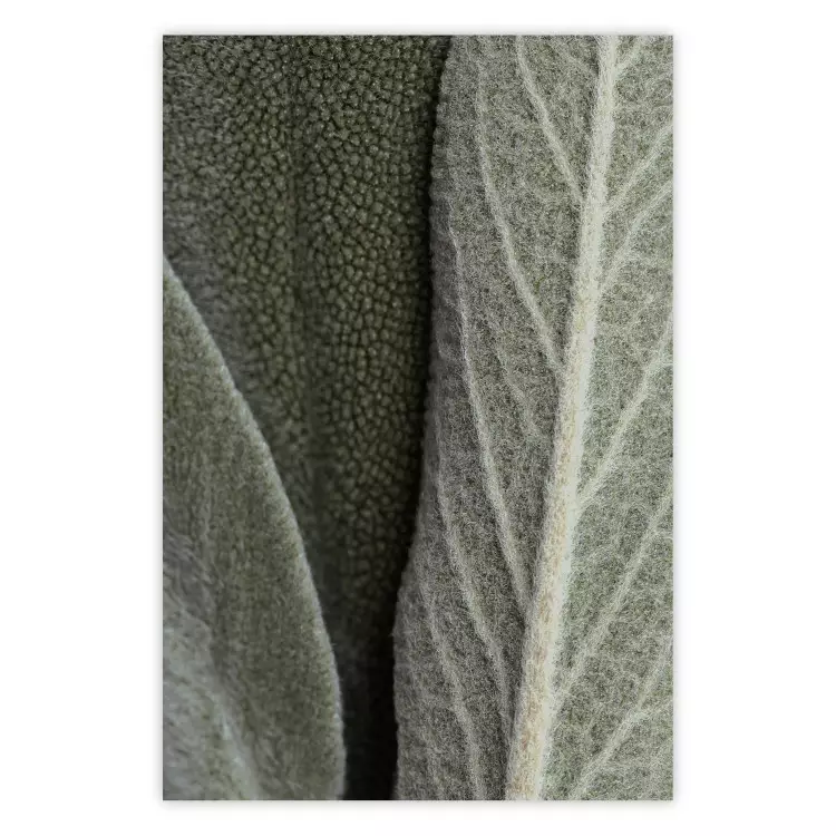 Salieplant - close-up op ruwe bladeren