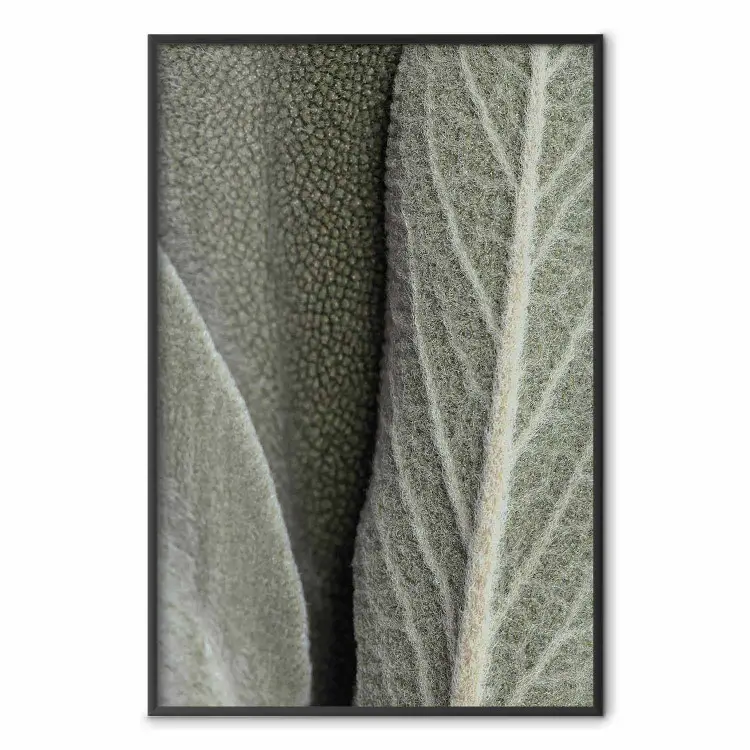 Salieplant - close-up op ruwe bladeren