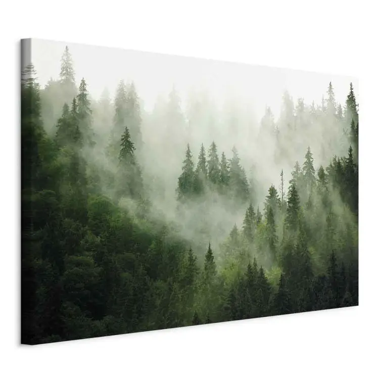 Bergbos - uitzicht op groene naaldbomen bedekt met mist