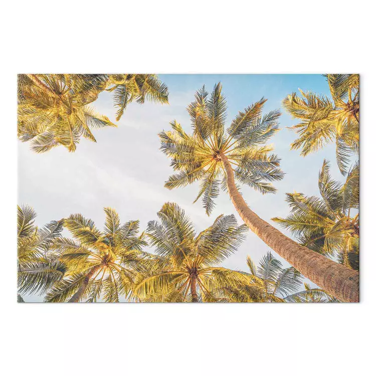 Palmtoppen - tropische bomen tegen een heldere lucht