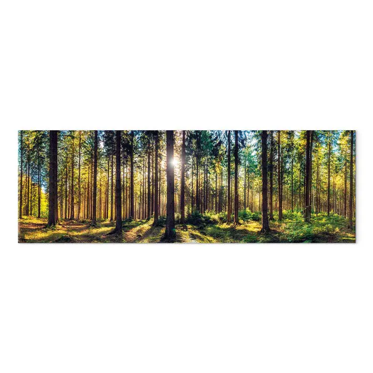 Lichtgevende bomen - zonnestralen in het bos