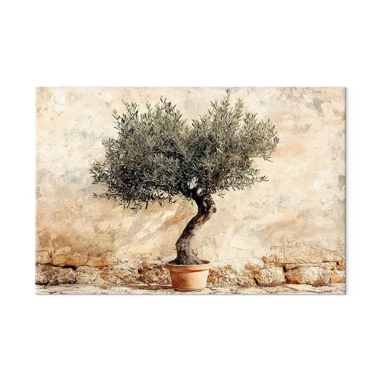 Mediterraan klimaat - olijfboom tegen een beige muur