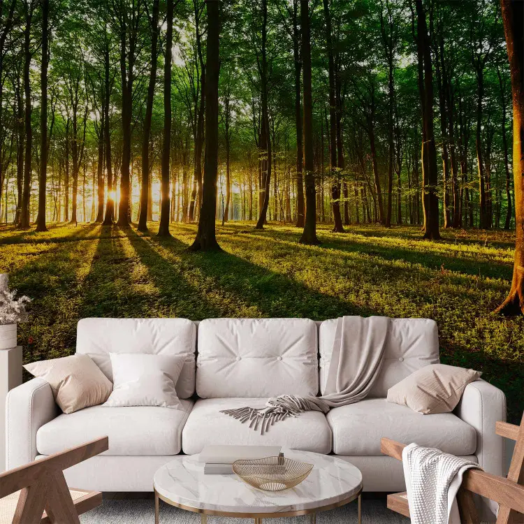 Lente: ochtend in het bos - landschap bij zonsopkomst tussen bomen