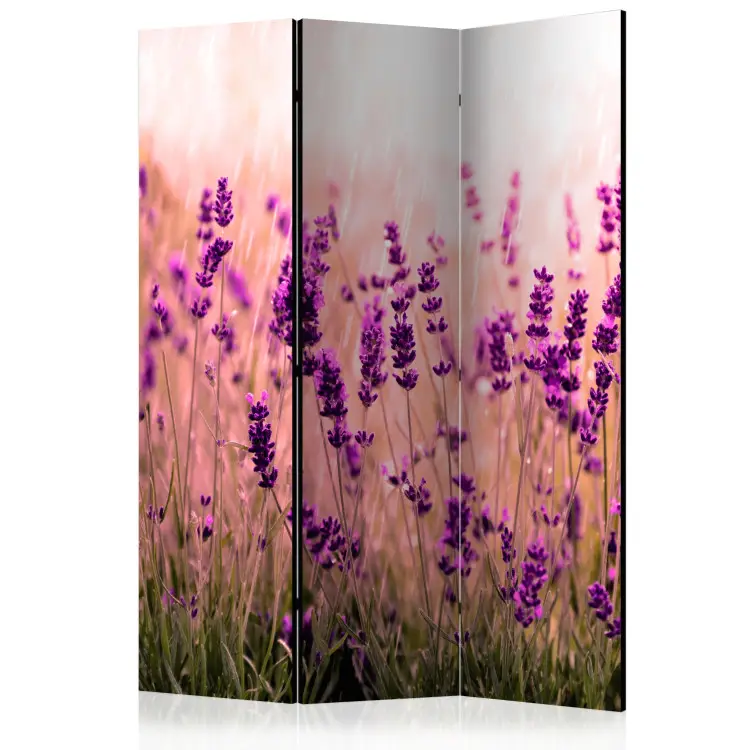 Lavendel in de regen - romantische lavendelbloemen op een veld